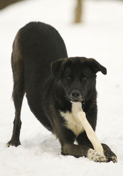 Jet